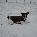 honden foto Zina in de sneeuw
