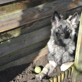 honden foto 