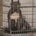 honden foto Macho,..
Dit is mijn XL bully Macho.
Op deze foto issie 4 maanden oud,..inmiddels is Macho 6 maanden oud en weegt ie 27 kilo.
