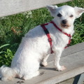 honden foto ze heeft een beetje last van haar oren ..
