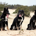 honden foto Blue met halfbroer Tobi en halfzus Mara