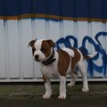 honden foto 