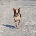 honden foto Run Dakar, Run! Dakar 5 maanden