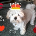 honden foto 