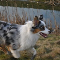 honden foto 