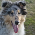 honden foto 