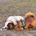 honden foto Skip met vriendinnetje Ziva