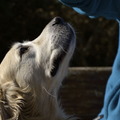 honden foto Krijg ik dat koekje nog of moet ik een stijve nek krijgen ! 