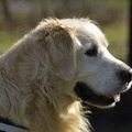 honden foto 