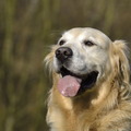 honden foto Mijn lieve Tibo, wat is het toch een schatje ! Prijs me gelukkig dat ik zijn baasje mag zijn ! Het vorige baasje ben ik eeuwig dankbaar dat ze hem dumpte, is haar verlies en mijn winst !!! ;-) 