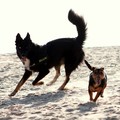 honden foto Blue en Luna