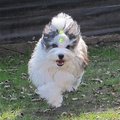 honden foto 