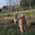 honden foto Jethro en Yuuka