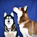 honden foto 