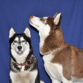 honden foto 
