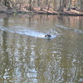 honden foto 
