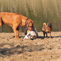 honden foto Vrienden!