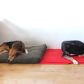 honden foto 