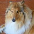 honden foto 