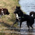 honden foto Shasta & Blue