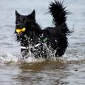 honden foto Blue