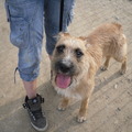 honden foto Happy Fennah!
(Olmense Zoo 24/03/2012)
