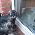 honden foto 