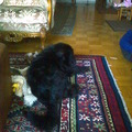 honden foto 