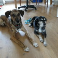 honden foto 