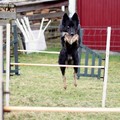 honden foto 