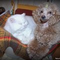 honden foto Remy & Snowy