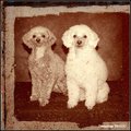 honden foto portretje