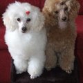 honden foto portretje