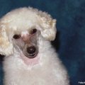 honden foto lekker ventje
