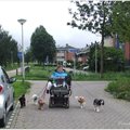 honden foto walking whit dogs
