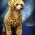 honden foto is ie mooi?