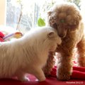 honden foto remy en Lady