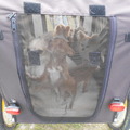 honden foto in de fietskar op weg naar huis 

