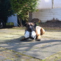 honden foto 