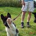 honden foto High 5.

