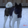honden foto Hoezo mooie dame

onze American Akita( Angel)