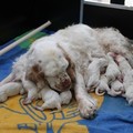 honden foto Onze clumber ayla met haar eerste nestje, 11 pups!