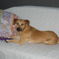 honden foto Wannes, hij is geboren op 14 februari 2011 en we hebben hem geadopteerd ui het asiel.