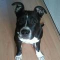 honden foto hier is ze alweer 5.5 maand 