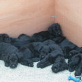 honden foto cosette's puppies zijn nu 6 weken. Ze zijn reeds gechipt, ontwormd en ingeënt.
Ze genieten dagelijks van de buitenlucht.(zie foto)
