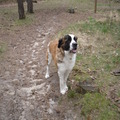 honden foto mooie Larah!