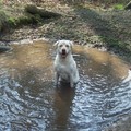 honden foto helemaal mijn ding!