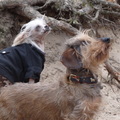 honden foto 15-04-2012 Juno en Teun