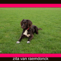 honden foto eerste foto van myn beste vrindin zita