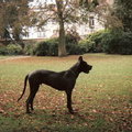 honden foto Tarzan in topconditie